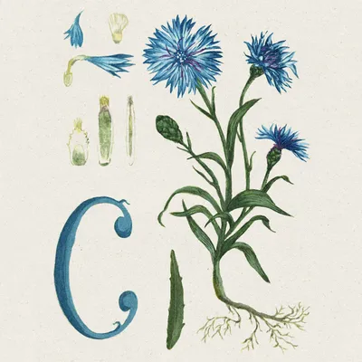 The Cornflower